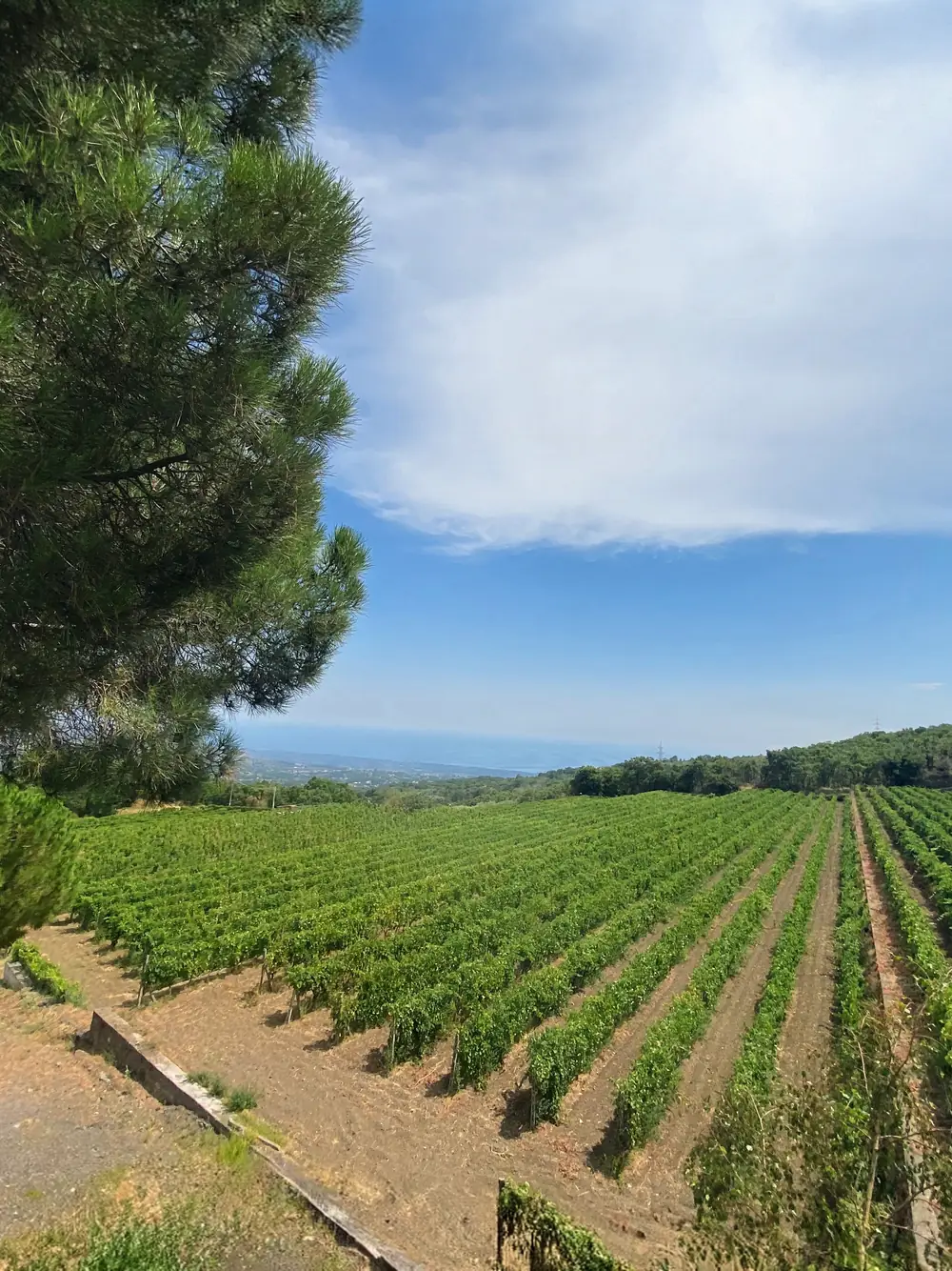 Vigneto in collina con il mare sullo sfondo